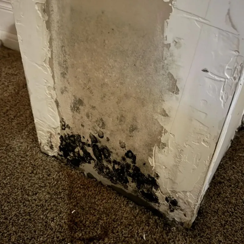 Professional Mold Removal in Clinton, KY